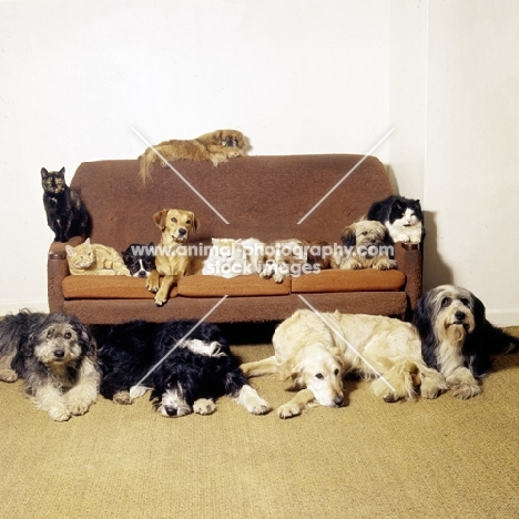 group of dogs and cats from formakin on sofa, film stars and models.