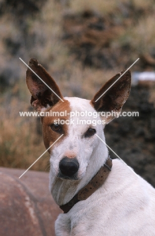 Podenco Canario, Canary Islands Hound, Canary Island Warren Hound, Canarian Warren Hound. Portrait