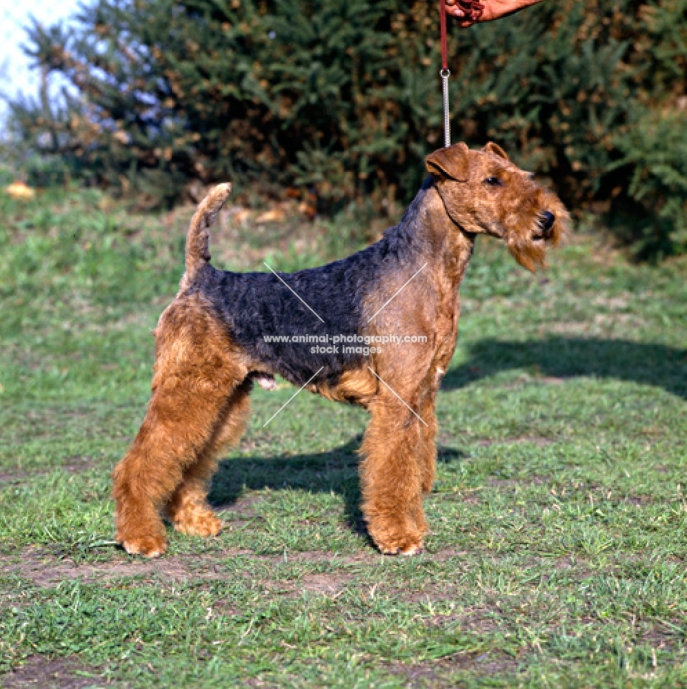 welsh terrier in show trim