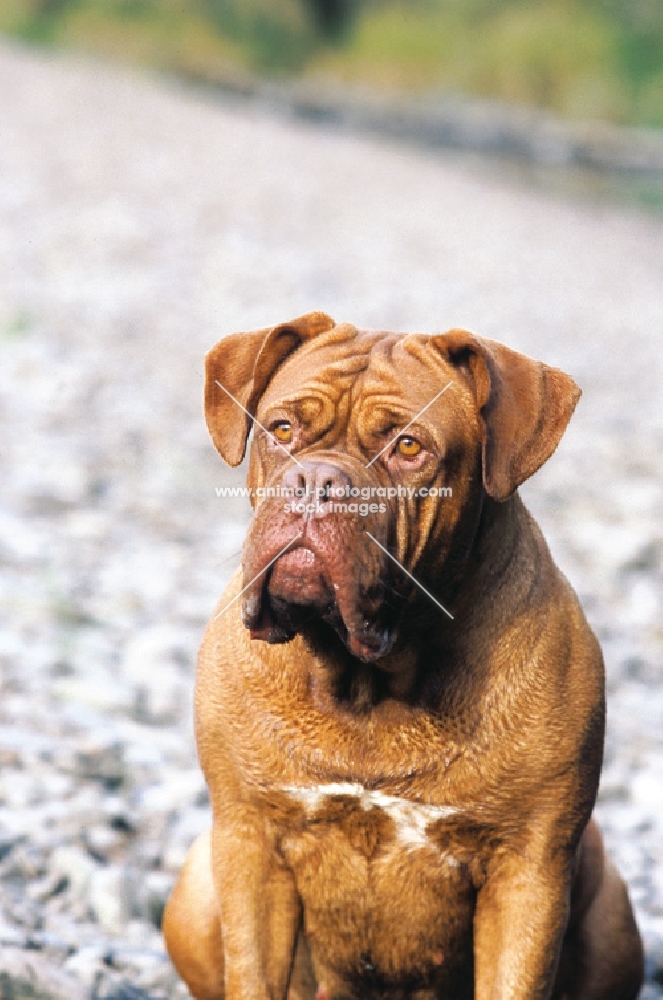 Dogue de Bordeaux portrait