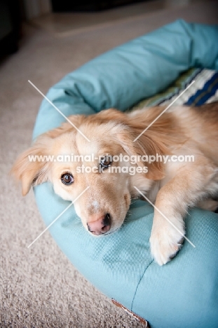 corgi mix lying in blue dog bed with paw outstretched