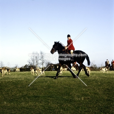 whaddon chase huntsman with  hounds 