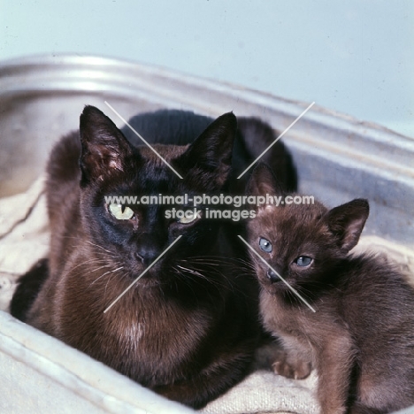 brown burmese cat and kitten in cat bed