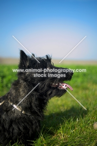 Scottish Terrier puppy in a field