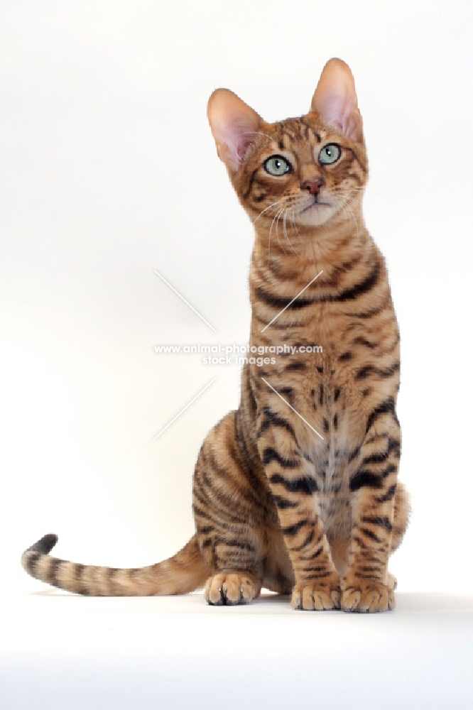 Toyger cat sitting down on white background, Brown Mackerel Tabby colour