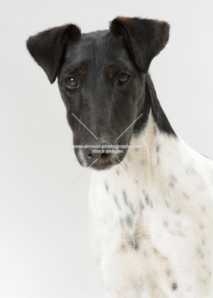 black and white Smooth Fox Terrier, portrait on white background
