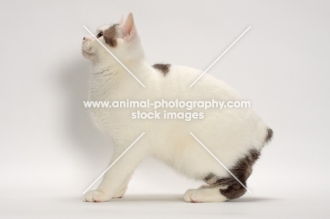 Blue Classic Tabby and White Manx
