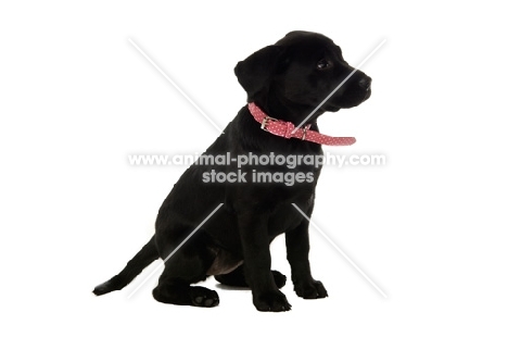 black labrador retriever pup wearing a red collar