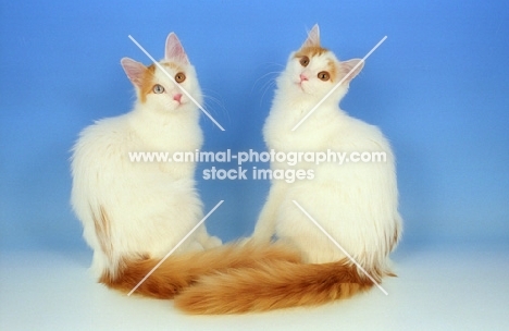 two young turkish van cats sitting together