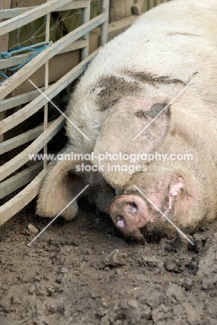 Gloucester Old Spot lying in mud