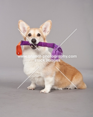 Pembroke Corgi with toy stick