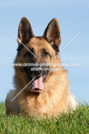 German Shepherd Dog (Alsatian), lying down