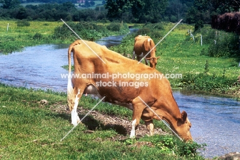 guernsey cattle at a riverside