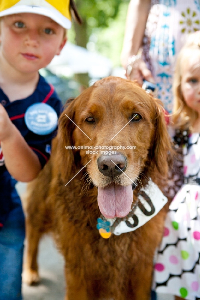 Golden retriever with children