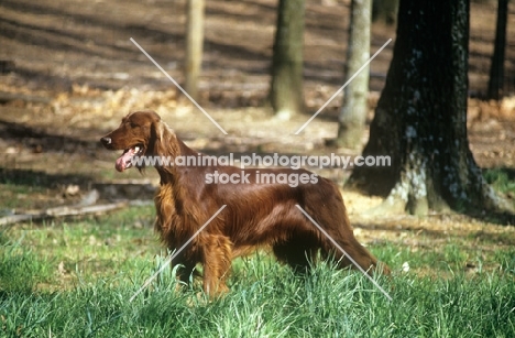 irish setter in show coat in usa on grass