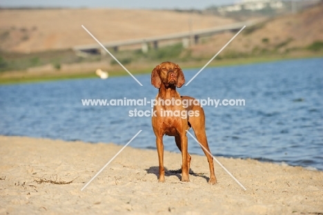 Hungarian Vizsla standing on sand