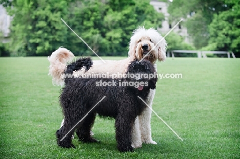 goldendoodle puppy standing in front of goldendoodle adult