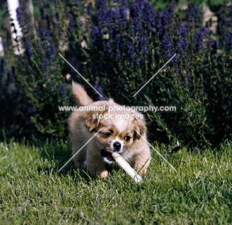 tibetan spaniel puppy  with a chewing stick