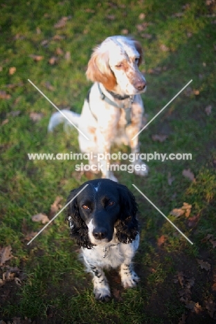 black and white english springer spaniel and orange belton english setter sitting in a field