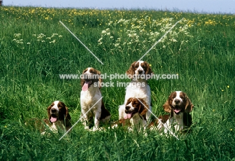 five welsh springer spaniels in a field