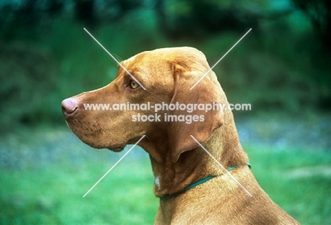  hungarian vizsla, arclight nadia, portrait in profile