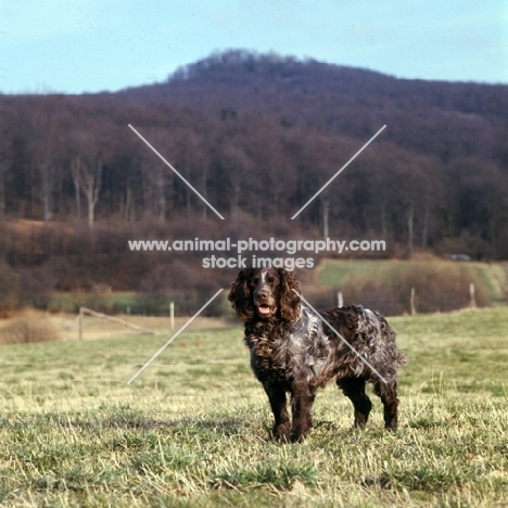 racker von kranichsee, german spaniel, wachtelhund, standing in field in germany