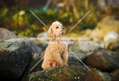 apricot toy Poodle sitting on rock