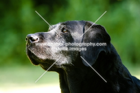 Labrador Retriever looking into sunlight