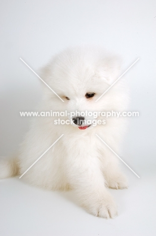 cute 9 week old Samoyed puppy sitting on white background