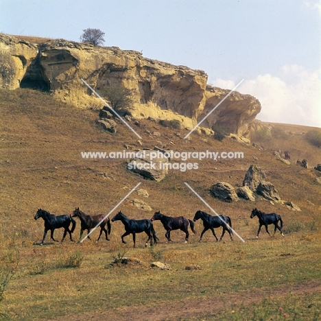 Kabardines taboon of colts and stallions, Caucasus mountains