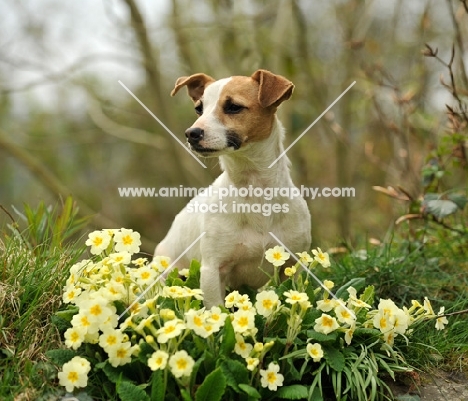 Jack Russell Terrier near flowers