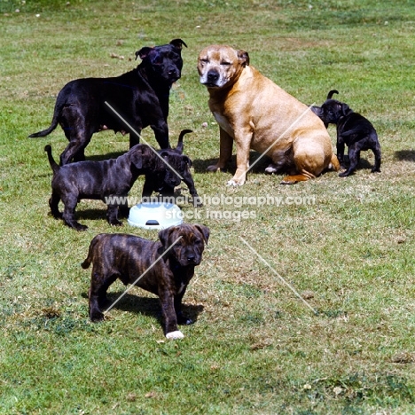 staffordshire bull terriers toby and jenny with their pups