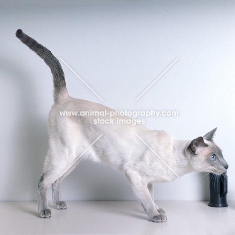 int ch lilac guy van siana, lilac point siamese cat 