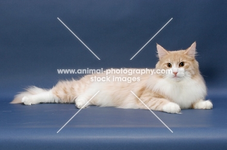 Cream Mackerel Tabby & White Norwegian Forest cat