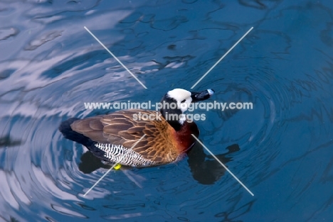 white-faced whistling duck in water