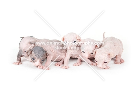 litter of 2 week old Sphynx kittens