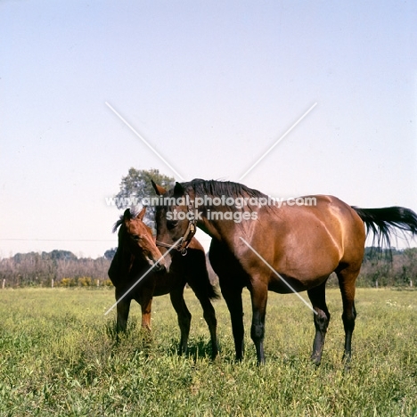 standardbred mare and foal at hanover shoe farm, pennsylvania