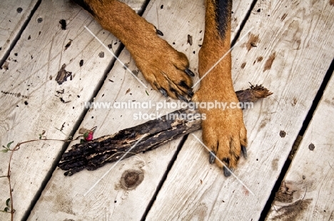 Rottweiler feet holding stick