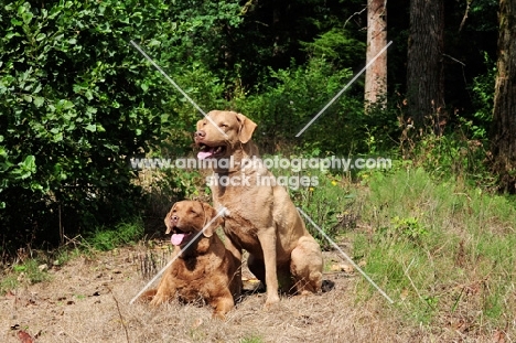 two Chesapeake Bay Retrievers near greenery