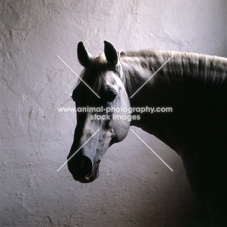 Pluto Alda, Lipizzaner stallion in his loose box at piber