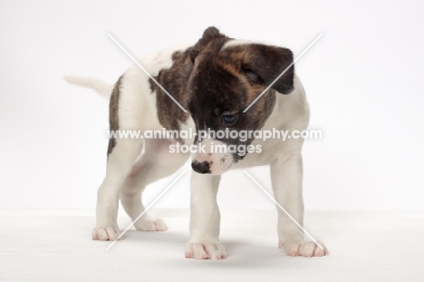 white and brindle Whippet puppy, looking down