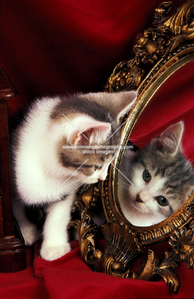 tabby and white kitten looking into mirror