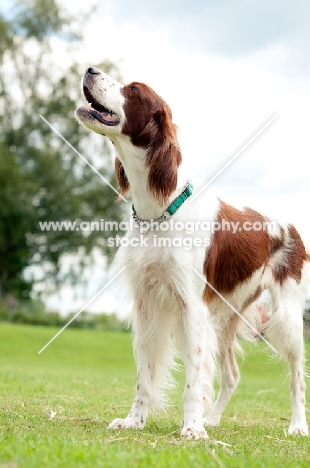 Irish red and white setter