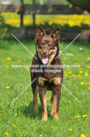 Australian Kelpie 