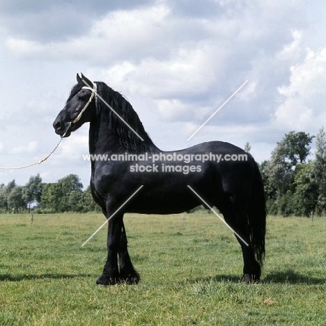 Ritske, 202, Friesian stallion in Holland