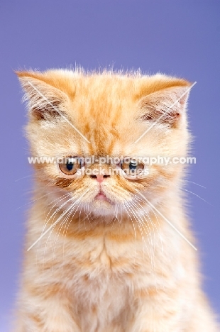 Exotic ginger kitten isolated on a purple background