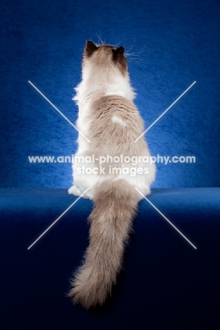 Ragdoll cat back shot on blue background