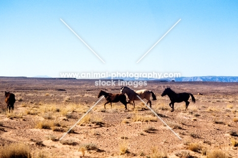 four indian ponies in new mexico