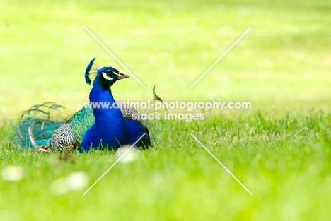 peacock lying on grass