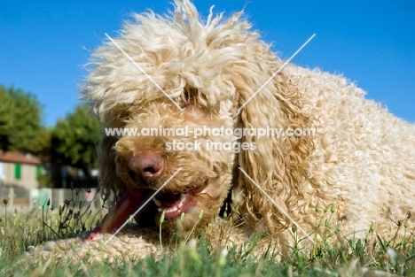 standard poodle chewing a stick